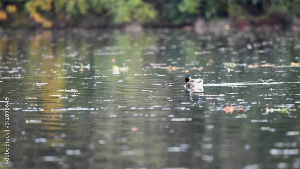 Duck sailing in a pond Duck sailing in a pond