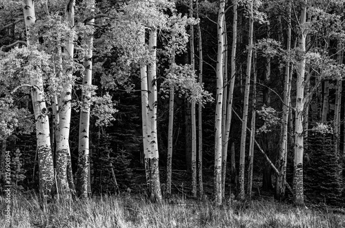 Aspens