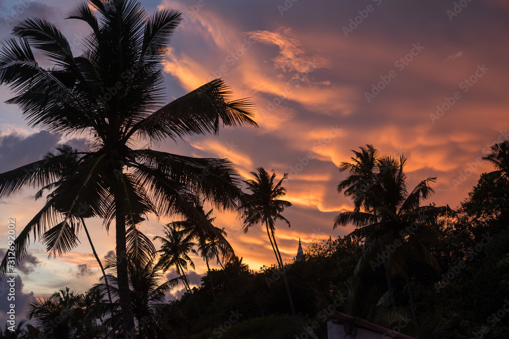 Amazing sunset sky above the jungle