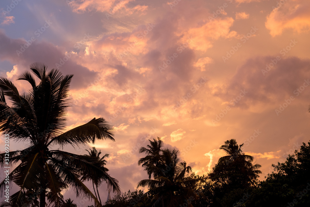 Obraz premium Amazing sunset sky above the jungle