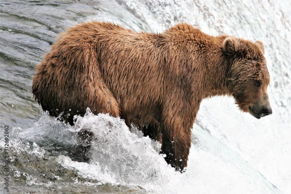 Hungry brown bear at the falls Hungry brown bear at the falls