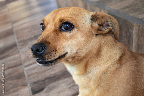 cão