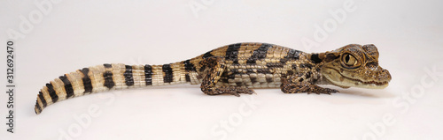 Spectacled caiman / Brillenkaiman (Caiman crocodilus) photo