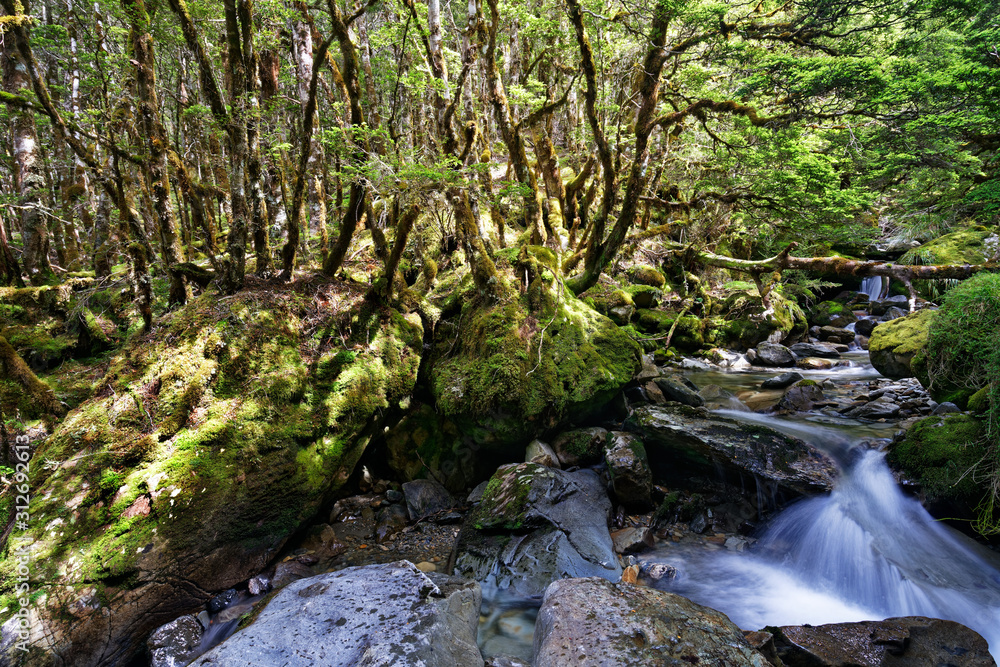 Unnamed creek in Kahurangi National Park, New Zealand. Unnamed creek in Kahurangi National Park, New Zealand.