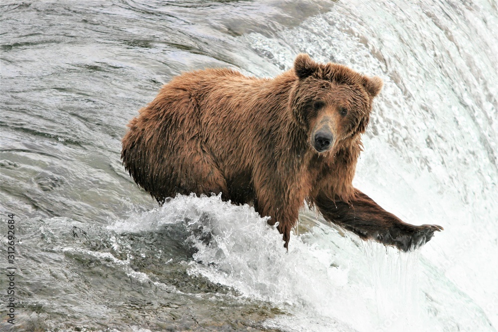Brown bears looking for salmon at Katmai Falls Brown bears looking for salmon at Katmai Falls