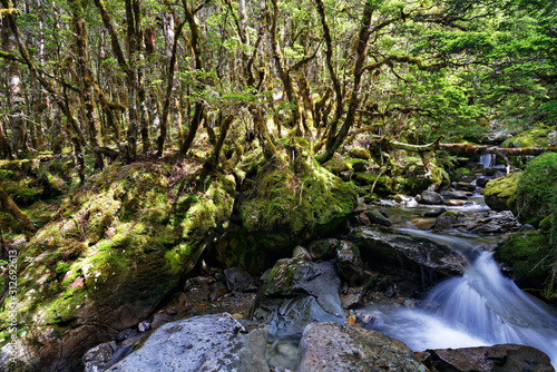 Unnamed creek in Kahurangi National Park, New Zealand.