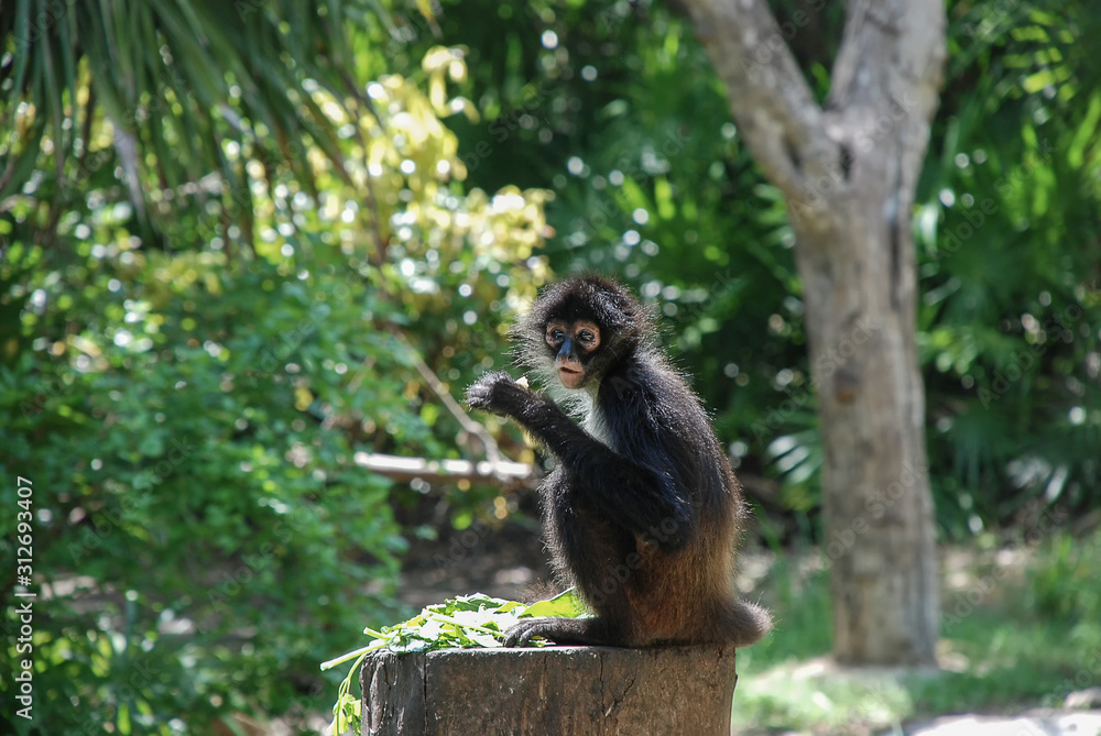 White-Bellied Spider Monkey (Ateles belzebuth) White-Bellied Spider Monkey (Ateles belzebuth)