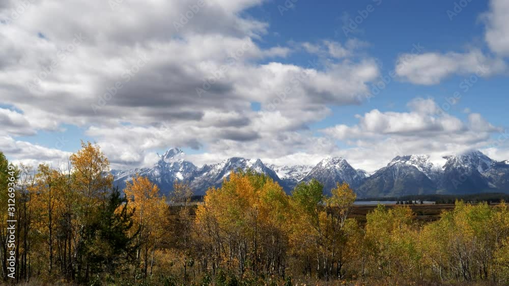 aspen trees in autumn foliage at willow flats in grand teton national park in the united states aspen trees in autumn foliage at willow flats in grand teton national park in the united states