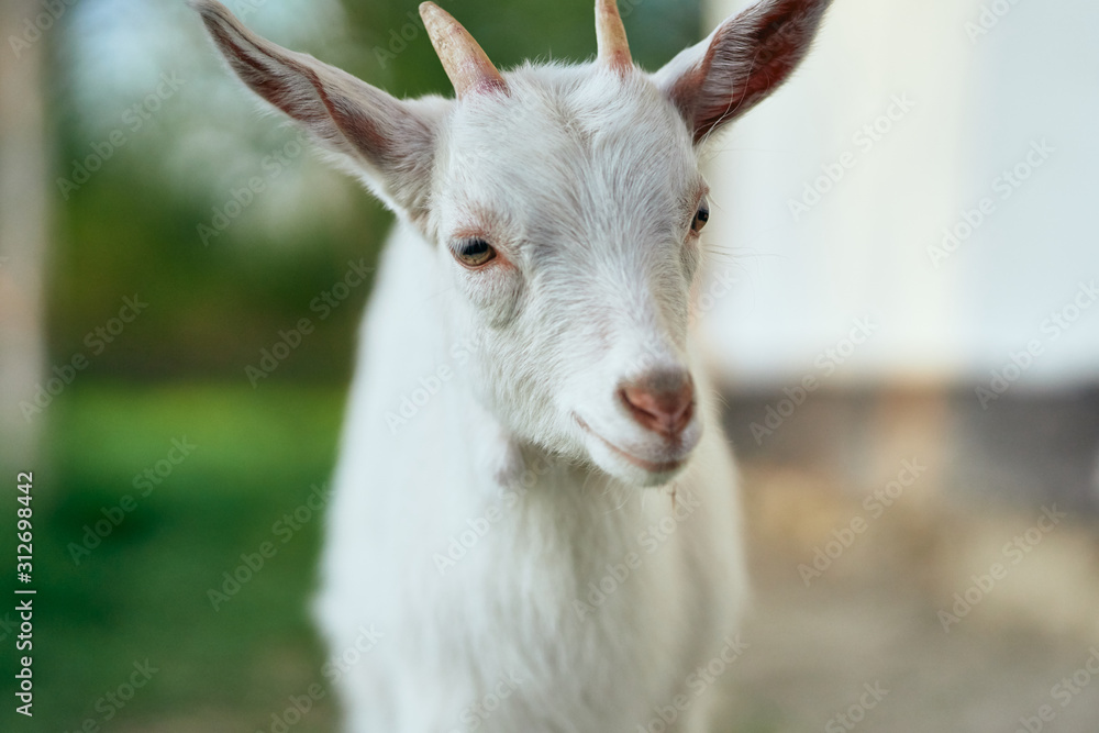 white goat on the farm white goat on the farm