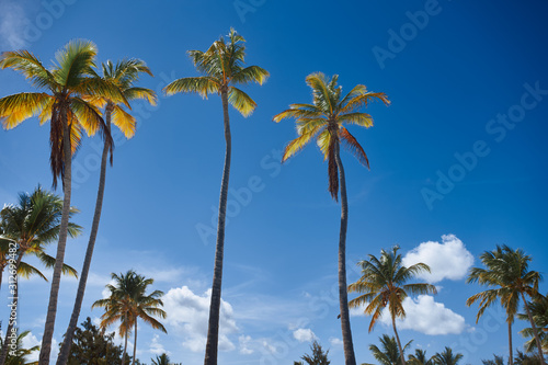 palm trees and blue sky © SHOTPRIME STUDIO