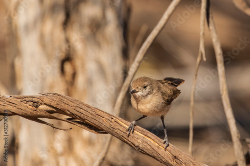 The Chestnut-rumped Thornbill (Acanthiza uropygialis) is a small passerine bird endemic to Australia. Specially named for its pale-chestnut rump from medieval Latin uropygium, the rump. photo