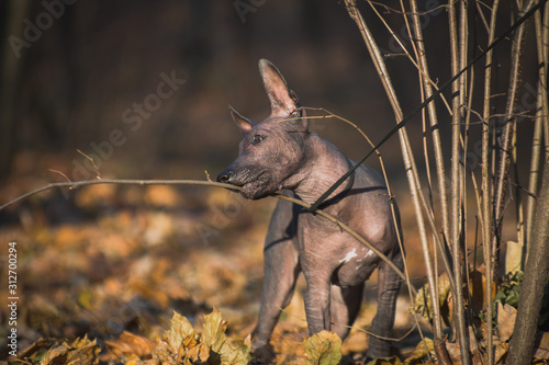 Xolo puppy (Xoloitzcuintle, Mexican hairless) nibbles on a branch photo