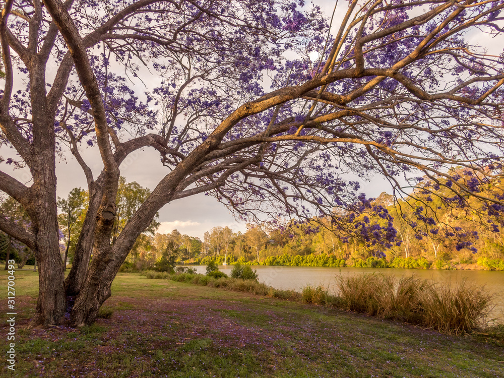 Obraz premium Jacaranda Afternoon by the River