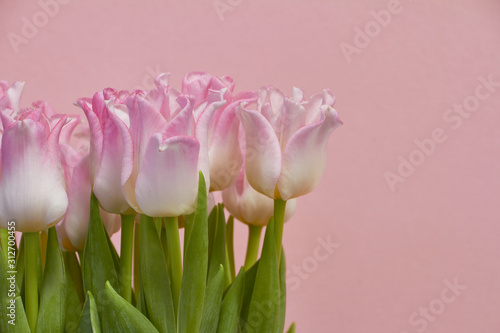 Fototapeta Naklejka Na Ścianę i Meble -  Bouquet of blooming pink tulips on a pink background, greeting card or concept