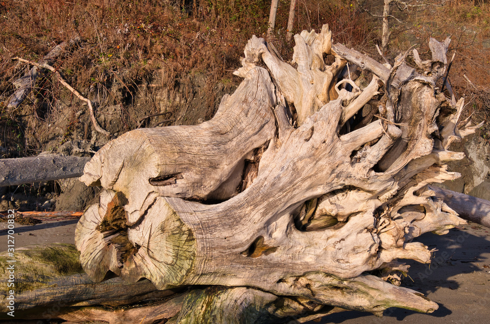 2019-12-29 A LARGE STUMP ON THE SHORE ON WHIDBEY ISLAND
