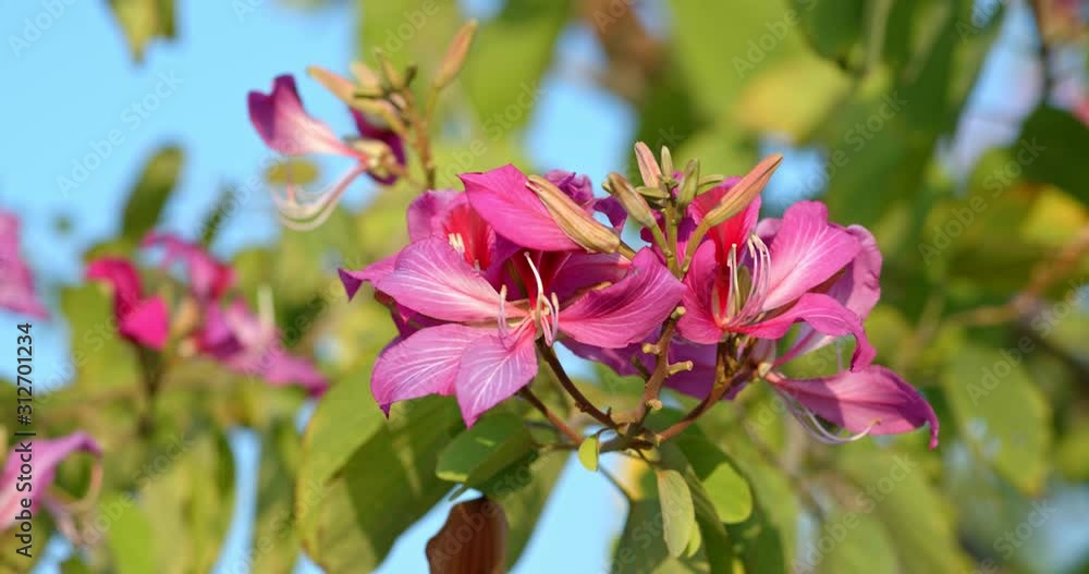 Beautiful purple Bauhinia on the tree Beautiful purple Bauhinia on the tree