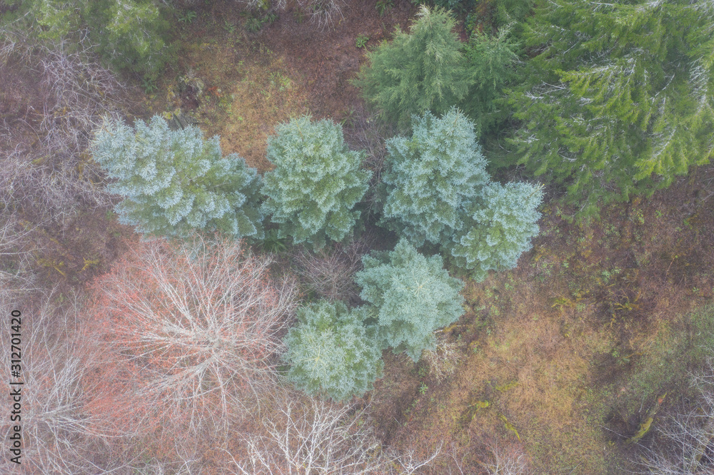 Obraz premium Winter fog seeps through a forest in Oregon. This beautiful state on the west coast is known for its diverse landscape of forests, mountains, farms, and beaches.