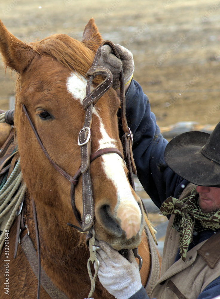 Cowboy bits up his horse. Cowboy bits up his horse.