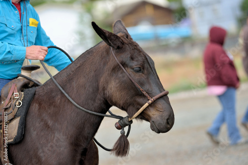 Brown mule being ridden with a hackamore bridle.