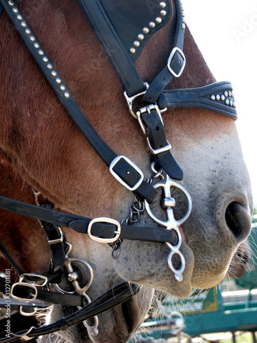 Closeup of tack on a draft mule.
