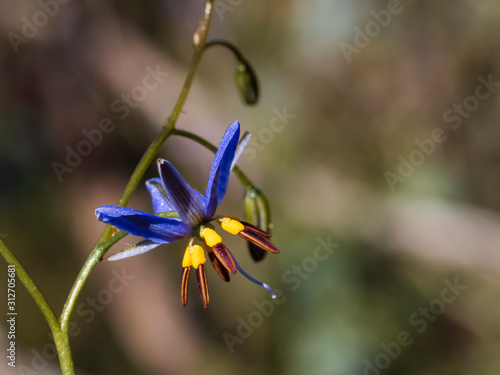 Flower of the Black-antler Flax-lily (Dianella revoluta). A dense to loosely tufted perennial lily with mostly erect green leaves. photo