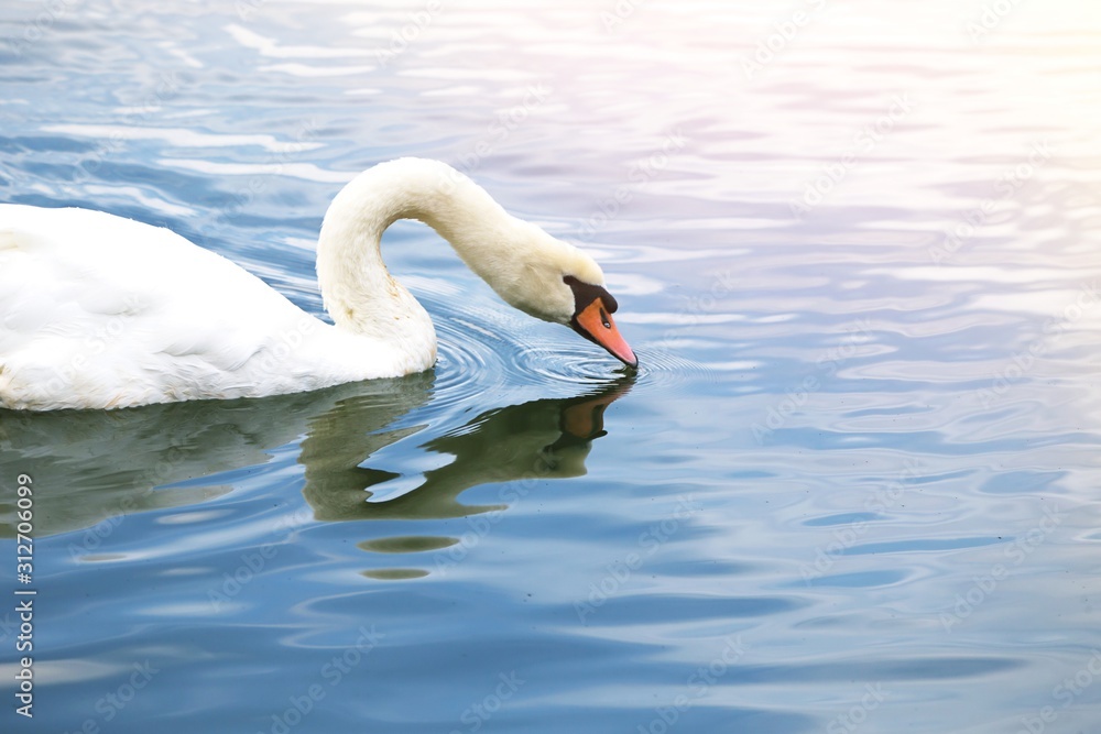 Naklejka premium swan on the lake