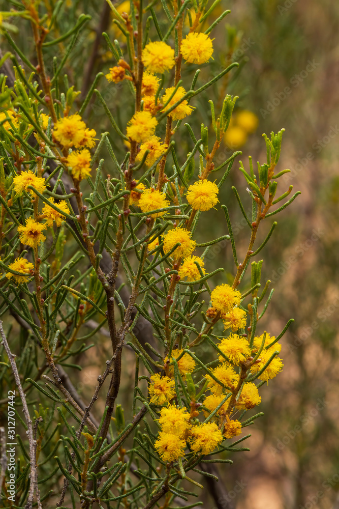 The Dwarf Nealie Wattle (Acacia wilhelmiana) also known as Wilhelmi’s