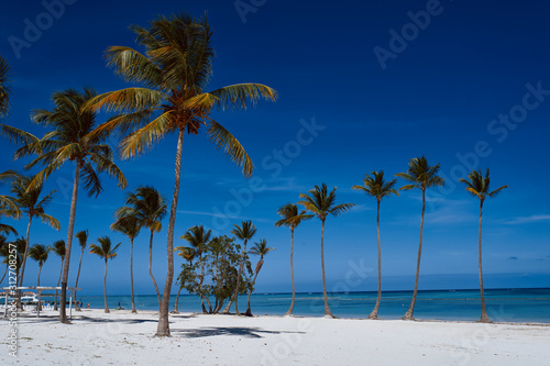 palm trees on the beach © SHOTPRIME STUDIO