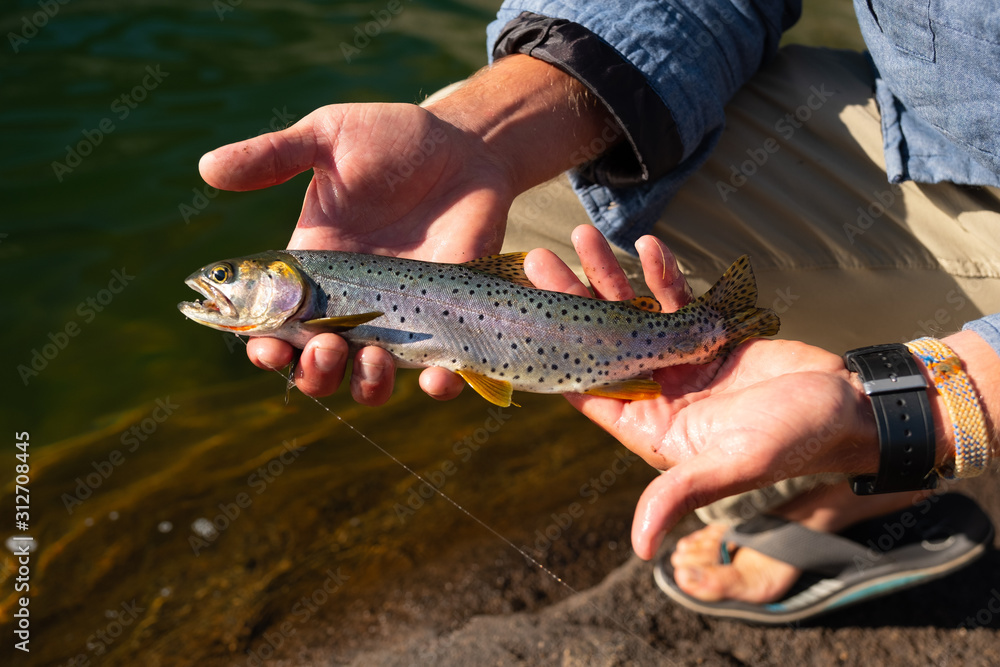Obraz premium trout in hand