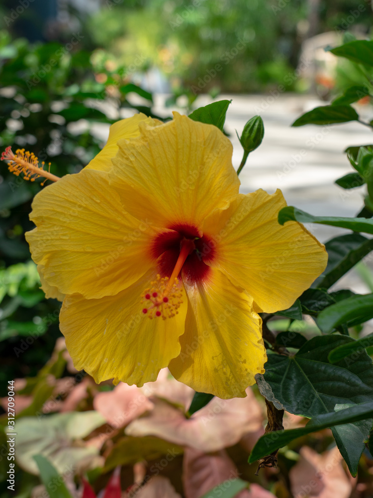 Colourful yellow Hibiscus rosa-sinensis in a garden, perfect for a background Colourful yellow Hibiscus rosa-sinensis in a garden, perfect for a background