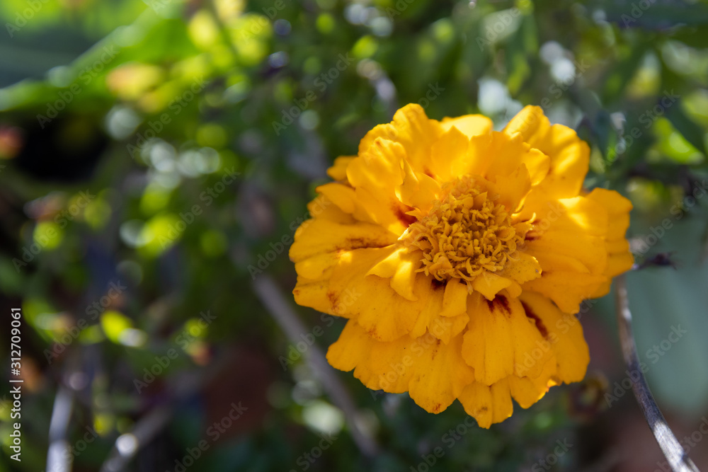 yellow flower yellow flower