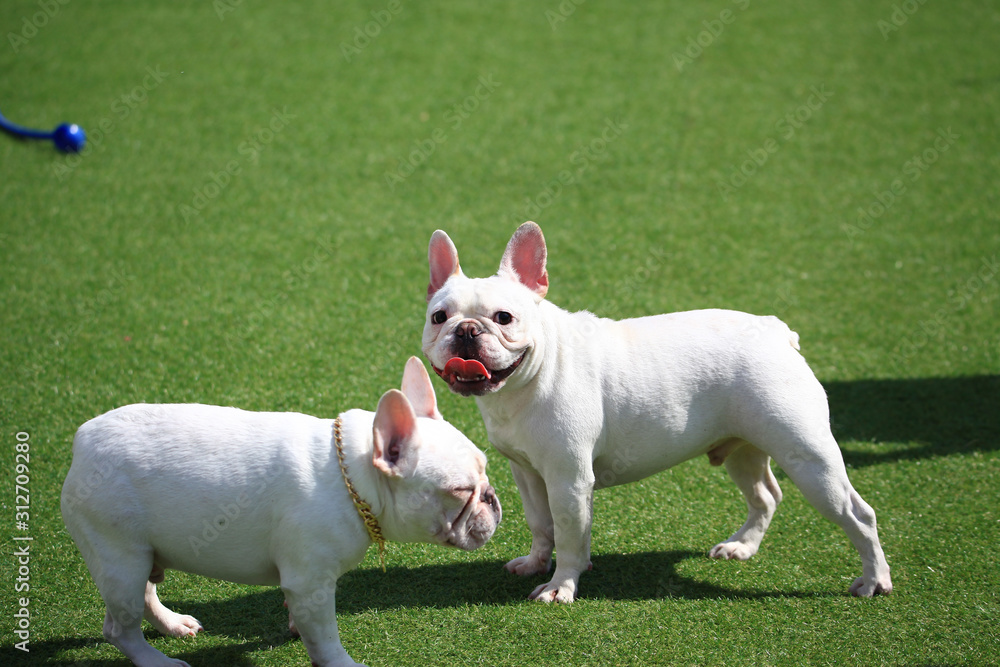 Happy puppies in a private playground Happy puppies in a private playground