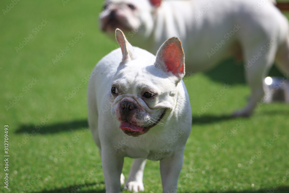 Happy puppies in a private playground Happy puppies in a private playground