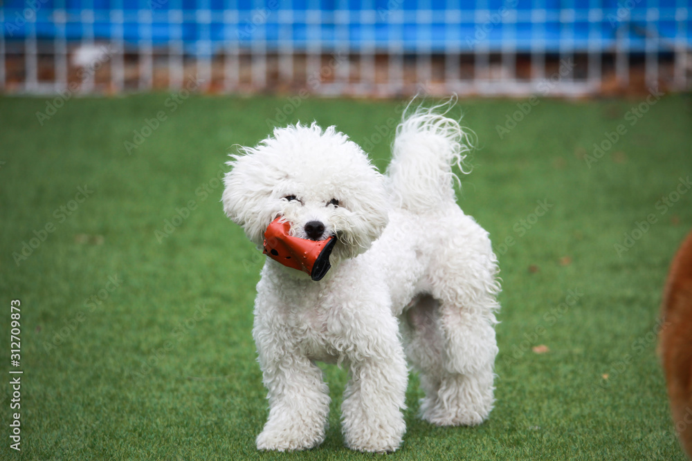 Happy puppies in a private playground Happy puppies in a private playground