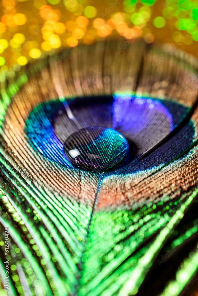 Fototapeta premium vertical photo of a water drop on a multicolored peacock feather
