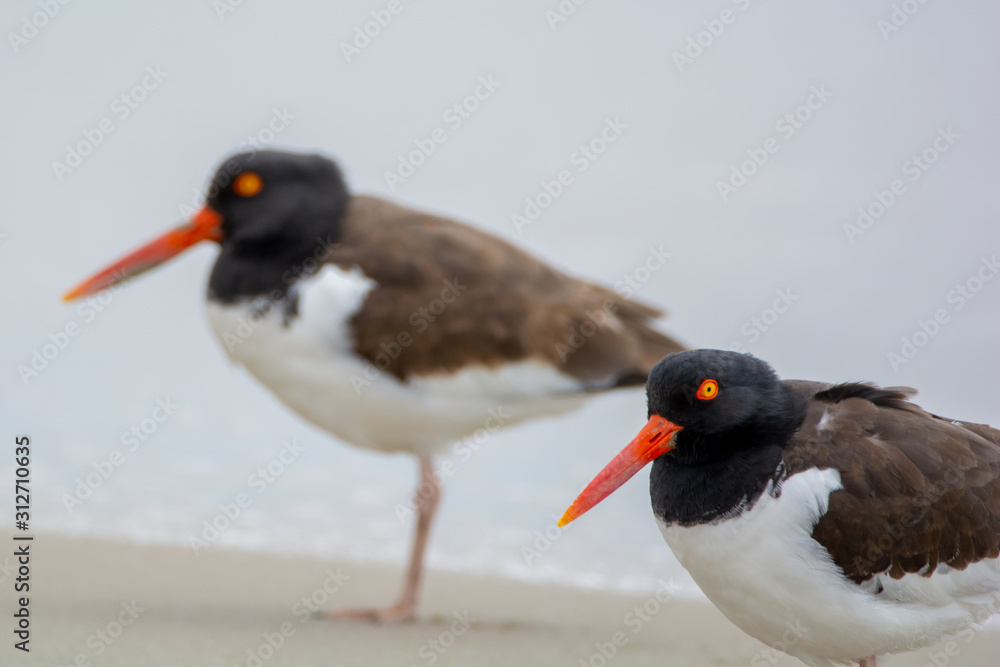 American Oystercatchers on the Beach American Oystercatchers on the Beach