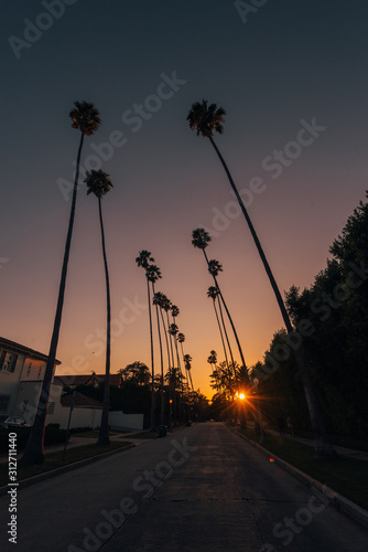 Palm trees and street at sunset in Los Angeles, California
