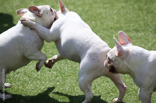 Happy puppies in a private playground