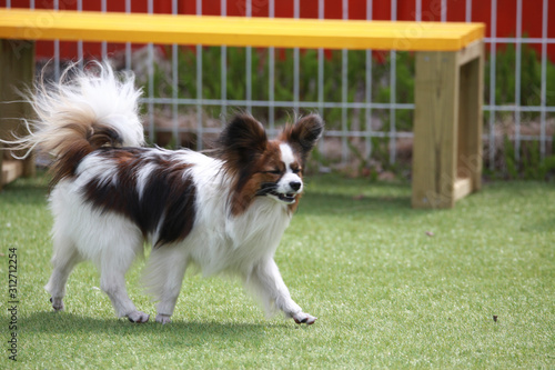 Happy puppies in a private playground