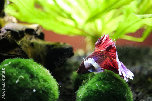Betta fish with moss balls