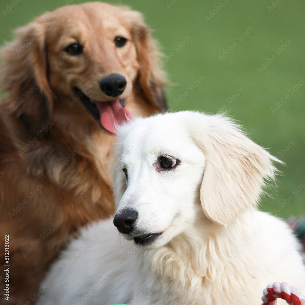 Happy puppies in a private playground
