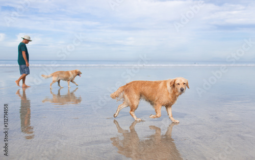 Walk with dogs by the sea in the morning on the beach..