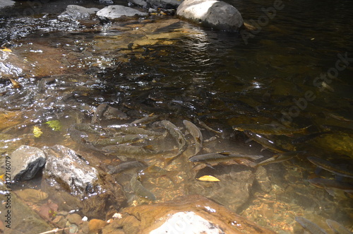 A group of antimony fish in natural water bodies.