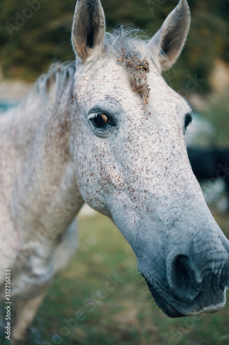 portrait of a horse © SHOTPRIME STUDIO