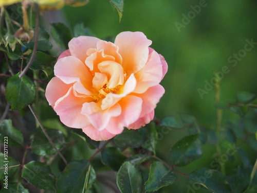 Wallpaper Mural Yellow mix pink rose flower arrangement Beautiful bouquet on blurred of nature background symbol love Valentine’s Day beautiful in nature Torontodigital.ca