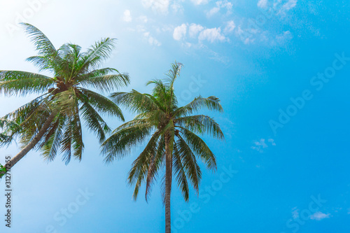 Coconut palm trees and blue sky background
