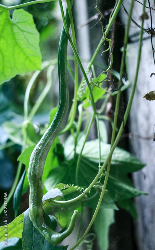 Snake gourd or pare belut growth on tree. Snake gourd or pare belut growth on tree.