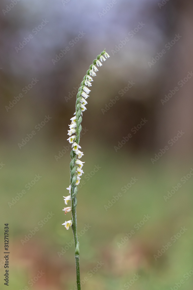 Wild Ochrid Autumn lady's-tresses - Spiranthes spiralis Wild Ochrid Autumn lady's-tresses - Spiranthes spiralis