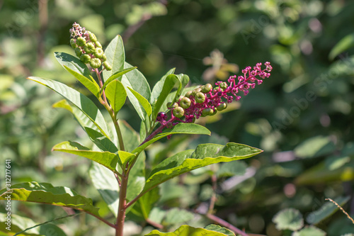 American pokeweed - Phytolacca americana photo