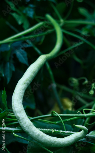 Snake gourd or pare belut growth on tree. photo